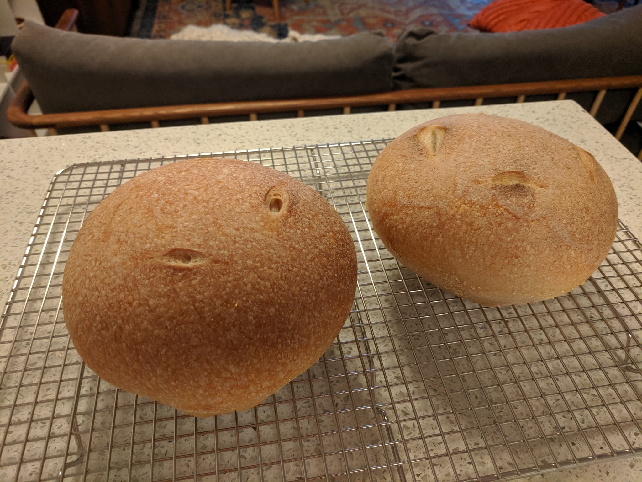 Two loaves of sourdough on a cooling rack.